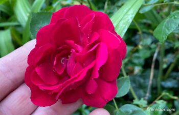 Don Juan Rose Bloom