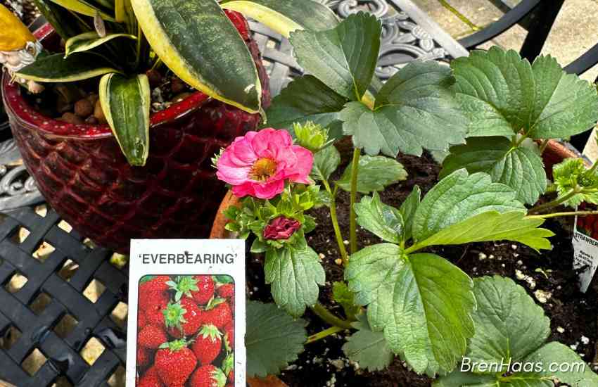 Strawberry Plant From Bergman Market