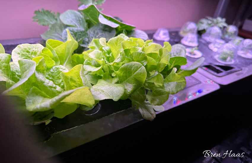Hydroponic Gardening | Lettuce and Herb Growing Tips