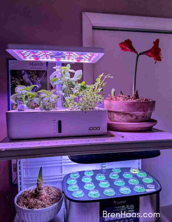 Hydroponic Experiment