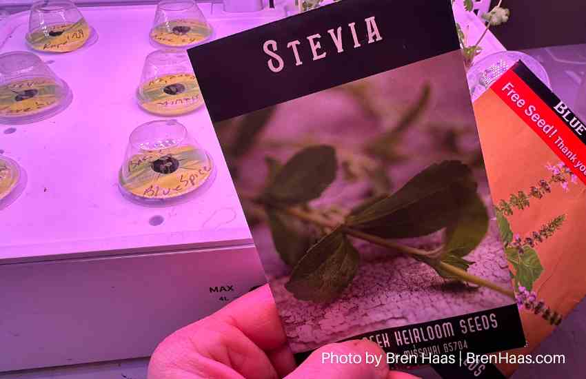 Stevia Seed By Rare Seeds