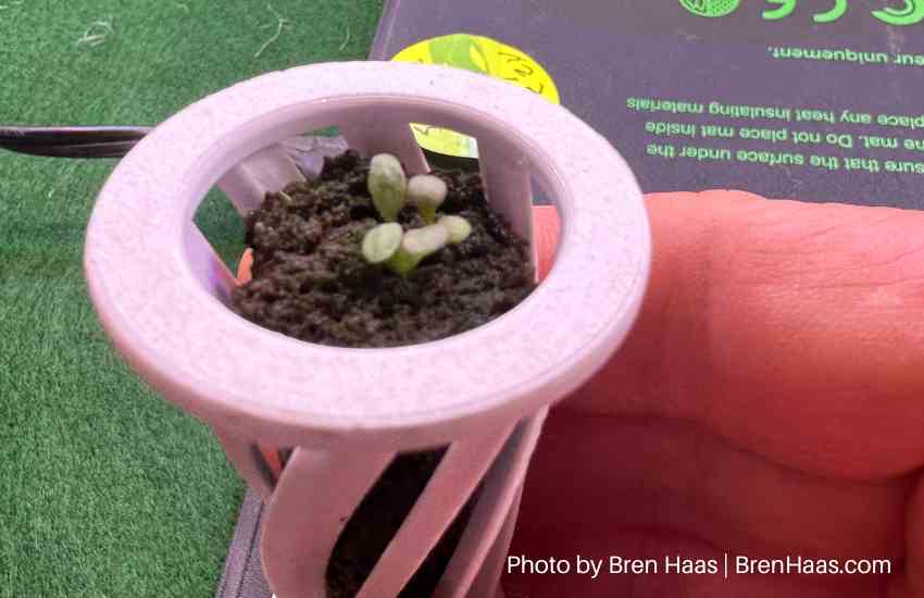 stevia seedling in hydroponic basket