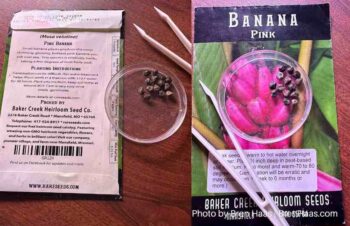 PInk Banana Tree Seeds