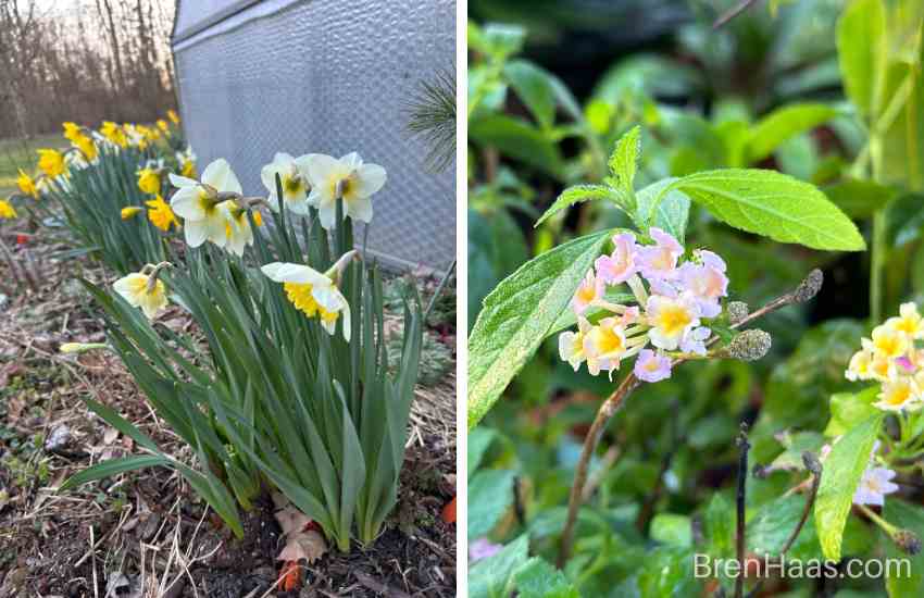 Spring Daffodils and Lantana
