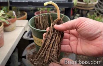Bare Root Asparagus Plant