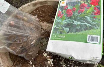 Canna Tubers Out of the Bag