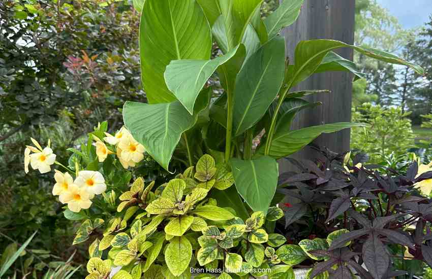 Mr. President Canna in Container