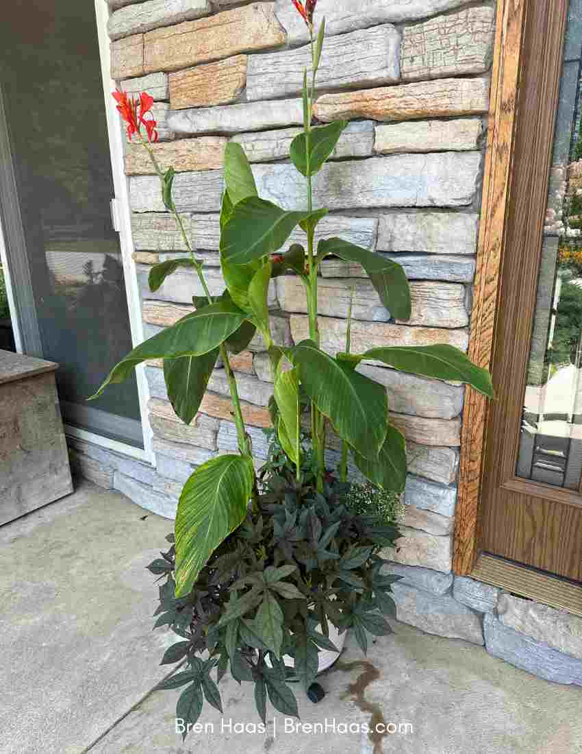 Single Bloom on City of Portland Canna