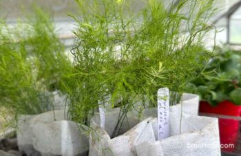 Growing Asparagus Seeds | Seedlings