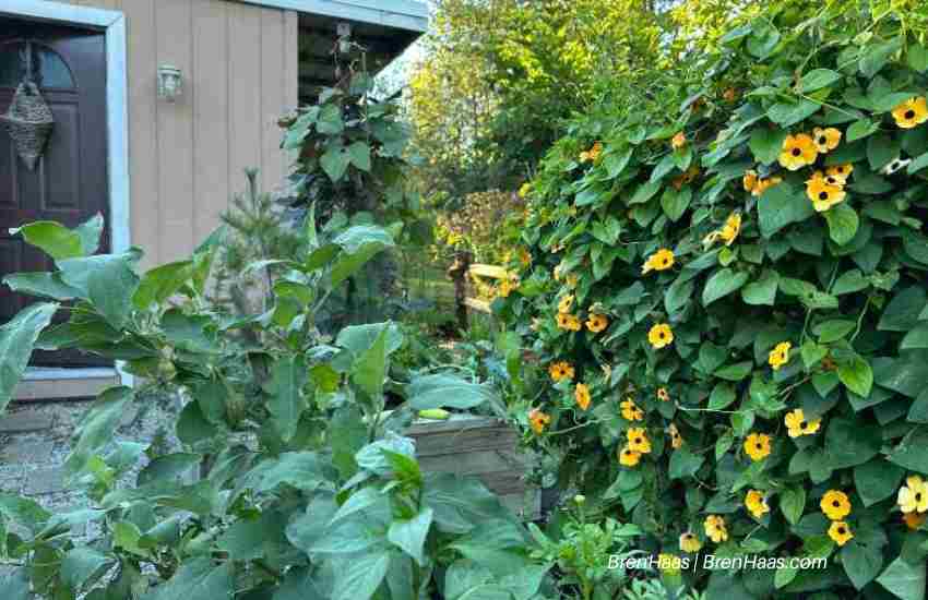 Trellis Ideas For Raised Beds