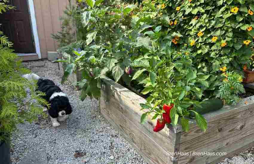 Raised Bed Garden and Fur-Baby