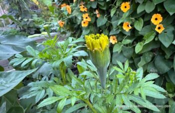 Bud of Mission Giant Yellow Marigold