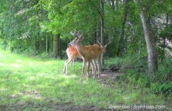 Buck in Front Yard