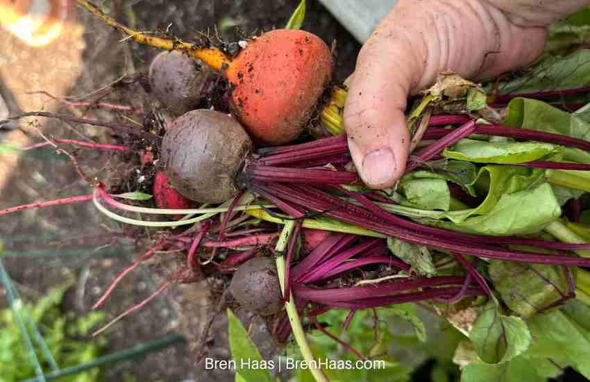Beets Fresh From The Garden