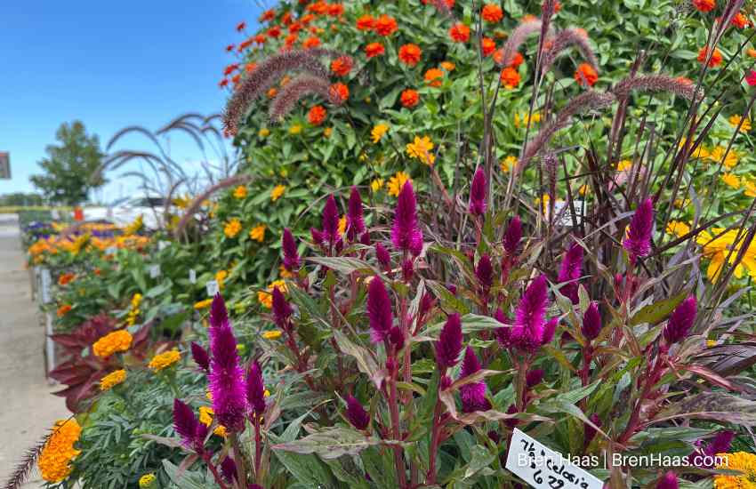 Brinkman's Garden Center in Autumn