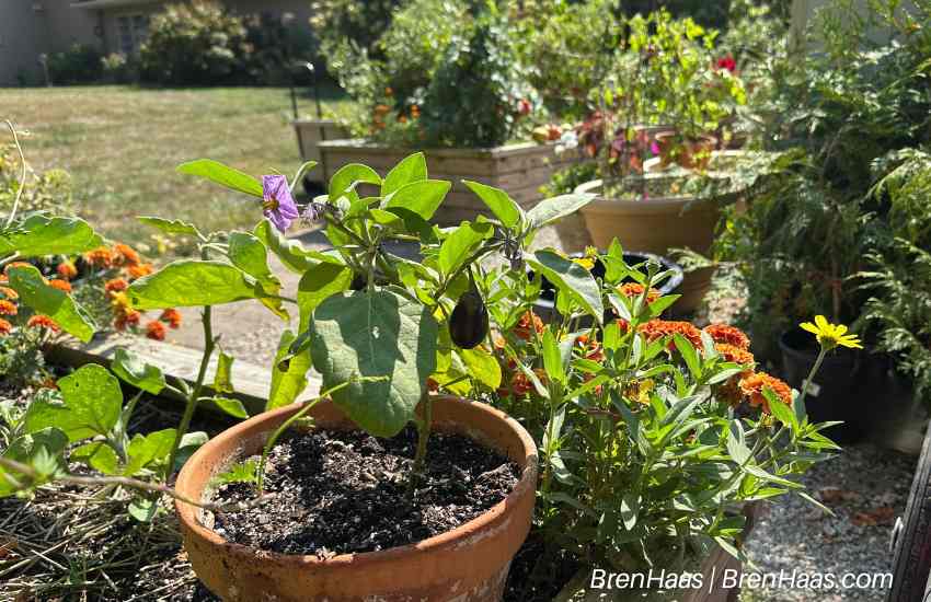 mini eggplant in container 2025