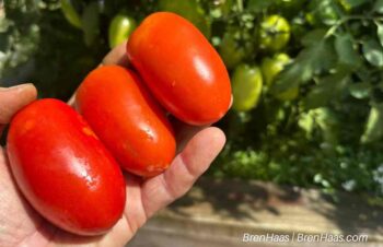 Zen Zen Hybrid Tomato Harvest 2025