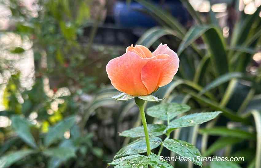 New Bloom on At Last Rose