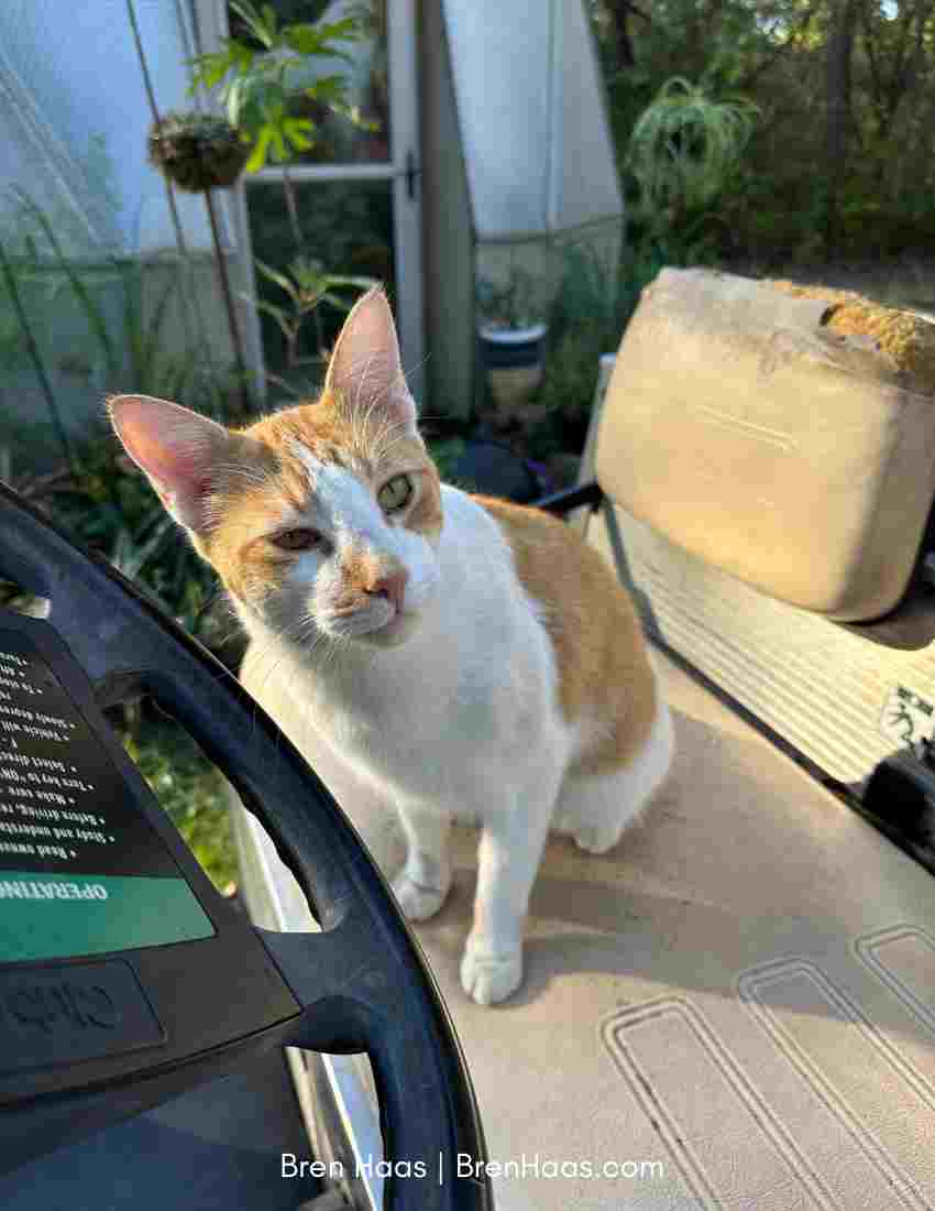 Buddy Kitty Helping Out in the Dome