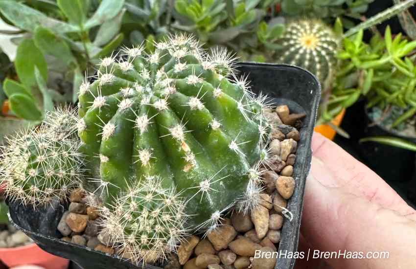 Clump,Echinopsis Hybrid in the Dome