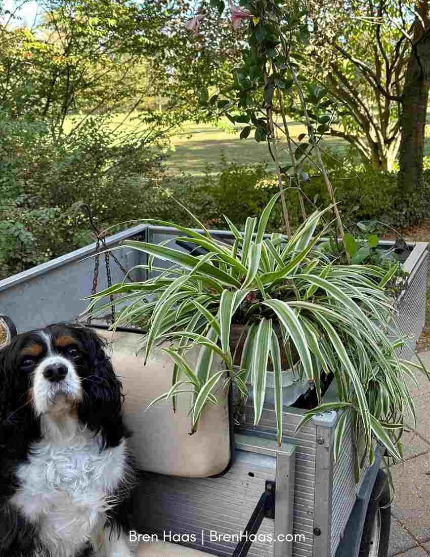 Moving Plants To the Dome