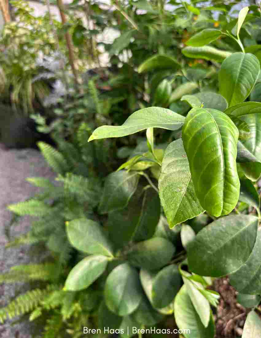 Beautiful Green in the South Dome Section