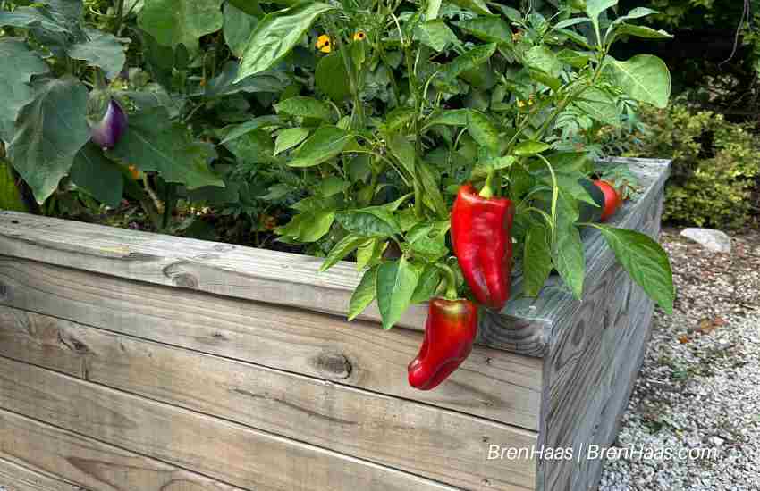 Red Impact Peppers in Home Garden