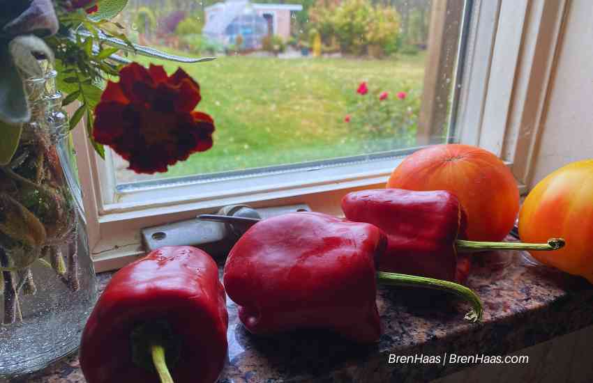 Red Peppers in Window