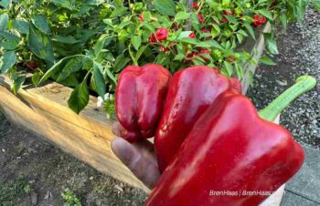 Red Impact Peppers