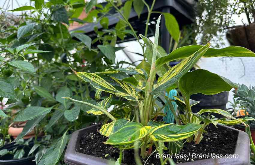 Shell GInger Plant Week 5