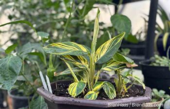 Shelled Ginger in Geodesic Bio Dome Greenhouse