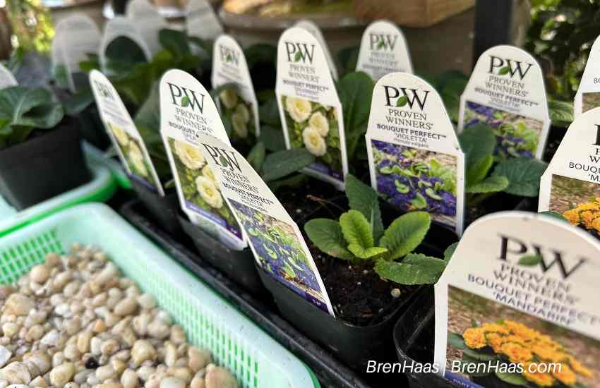 New Primrose to Grow in the Winter