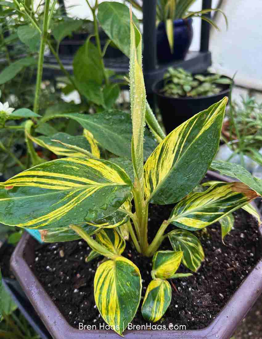 New Growth on Shelled Ginger Plant