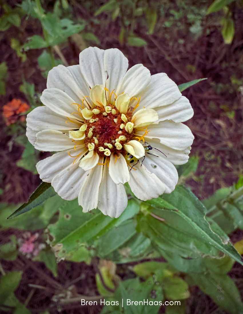 Tattered Zinnia Autumn 2025