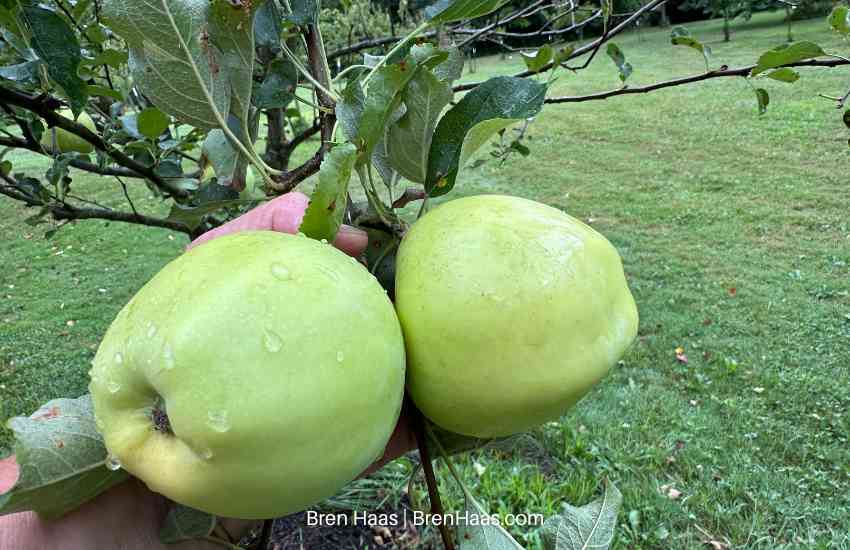 winesap apples 2025