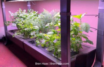 hydroponics in winter