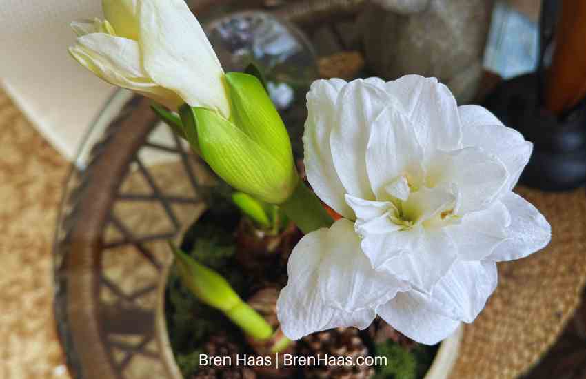 Winter Amaryllis Bulb Planting Idea