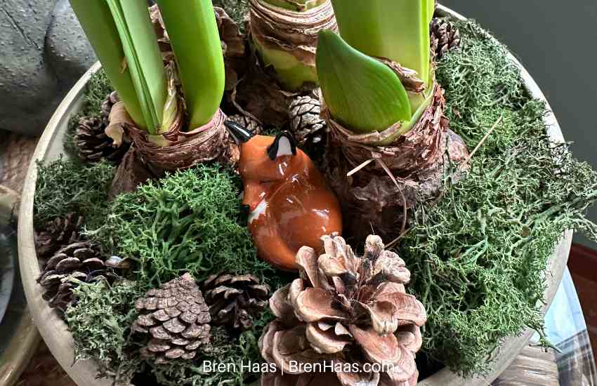 Winter Amaryllis Bulb Planting Idea