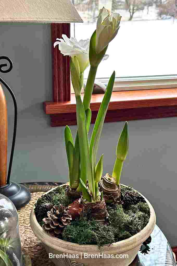 Winter Amaryllis Bulb Planting Idea