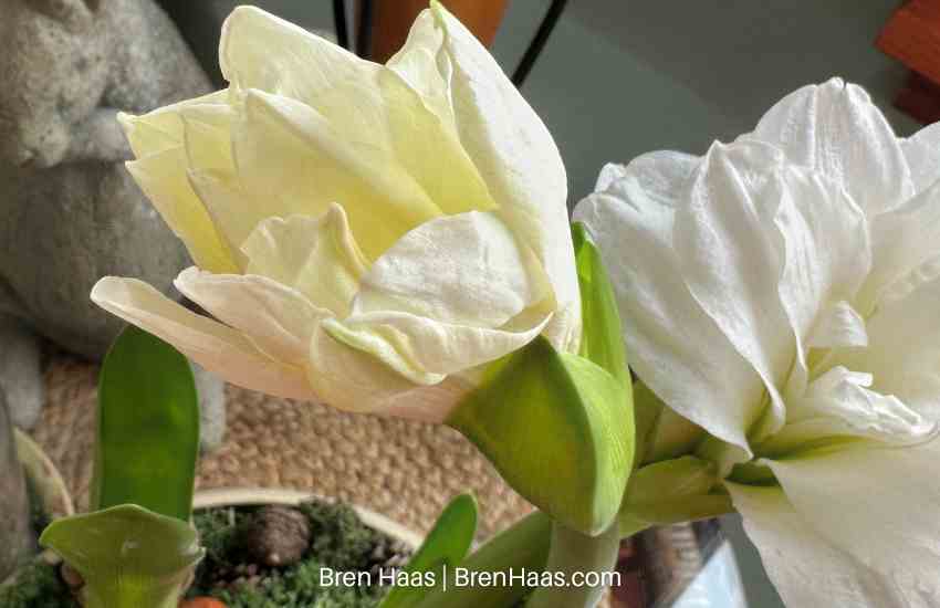 Winter Amaryllis Bulb Planting Idea
