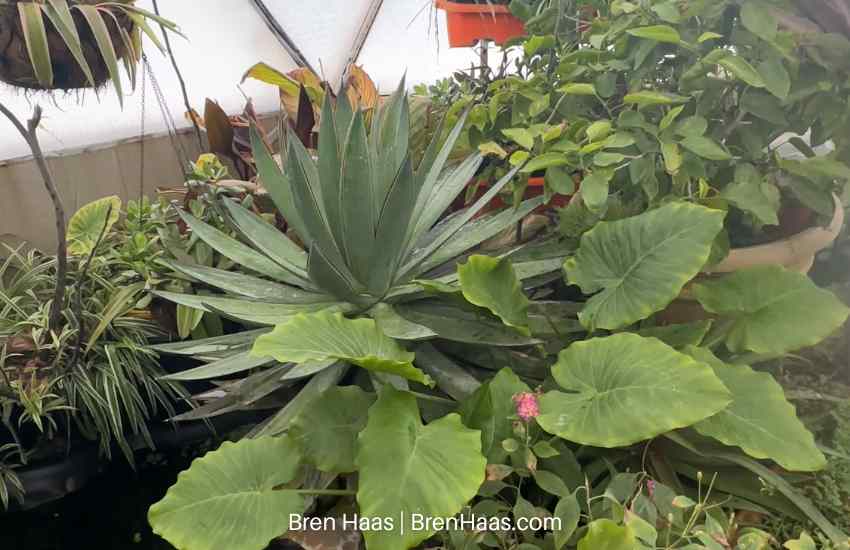 Plants Surrounding the Dome Pond