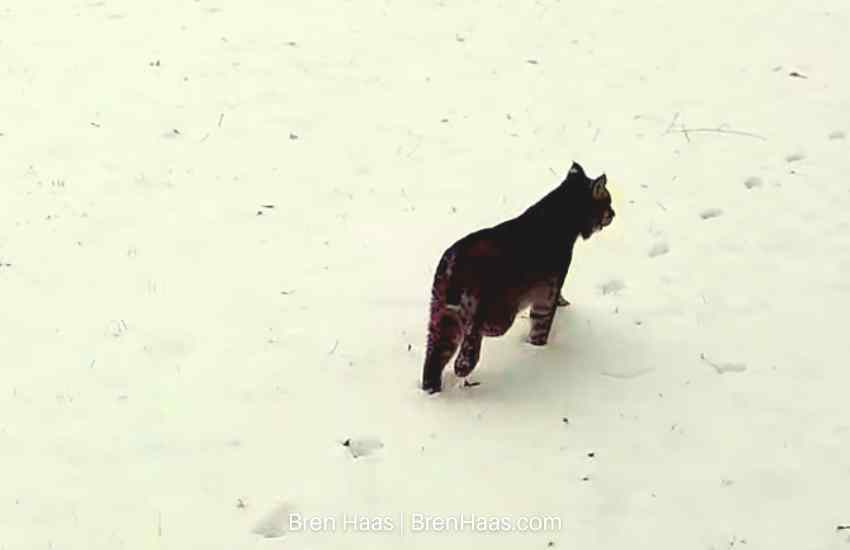 Bobcat Still Shot From Camera