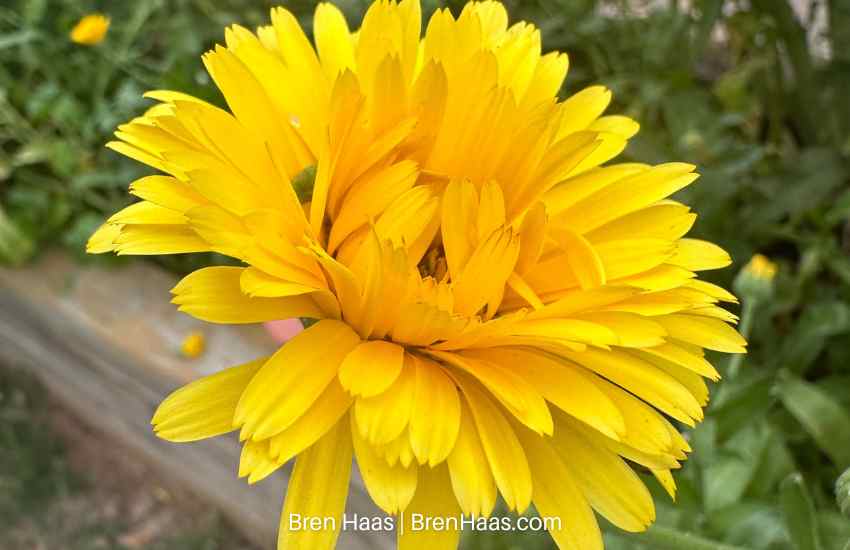 Calendula Bloom Yellow