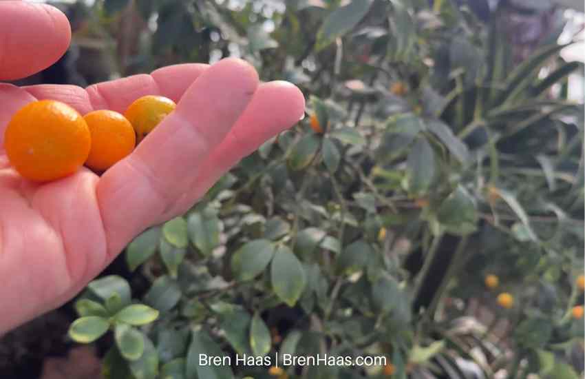 kumquats in hand garden winter
