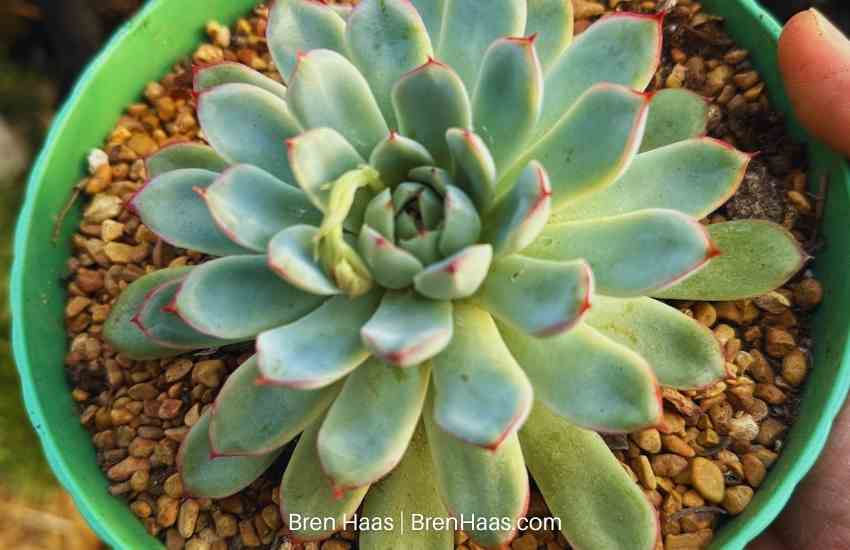 Echeveria with little bloom starting