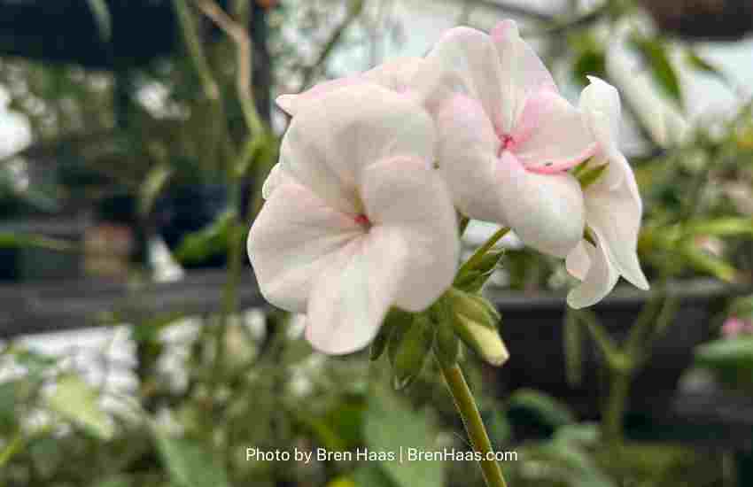Geranium Bloom Grown From Seed in my Greenouse