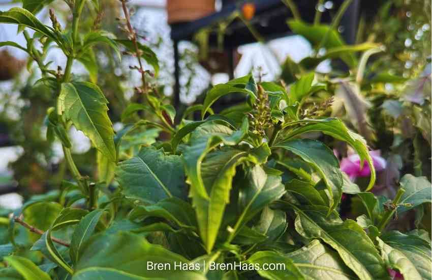Bloom Begins on a Green Pepper Basil Plant in the Winter Dome