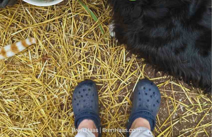 Puppy Cat Tail and My Crocks in Dome