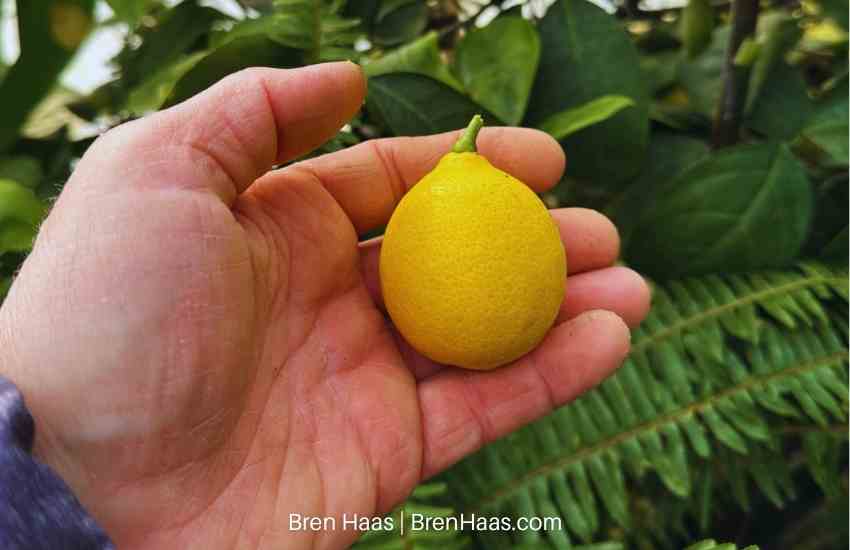 Fresh Lemon in the January Dome