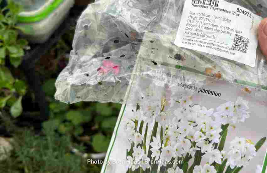 Paperwhite packaging by Costco